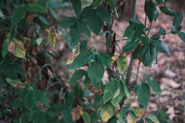 Jungle Foliage